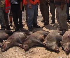Cataluña, invadida por cerdos salvajes